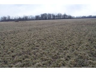 Property photo 15 - 127 Acres Offered in 8 Tracts - Allen & Dekalb County Land
